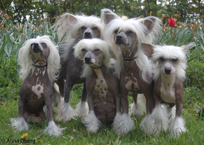 5generationer