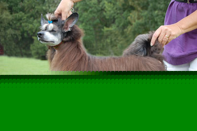 Ante 2 år