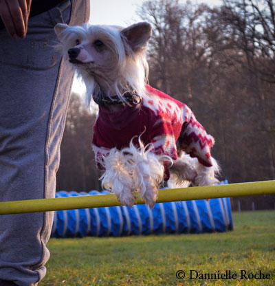 bella-agility